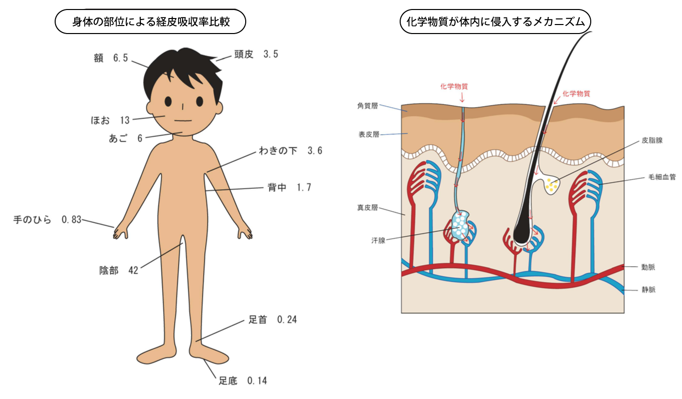 身体の部位による経皮吸収率の比較